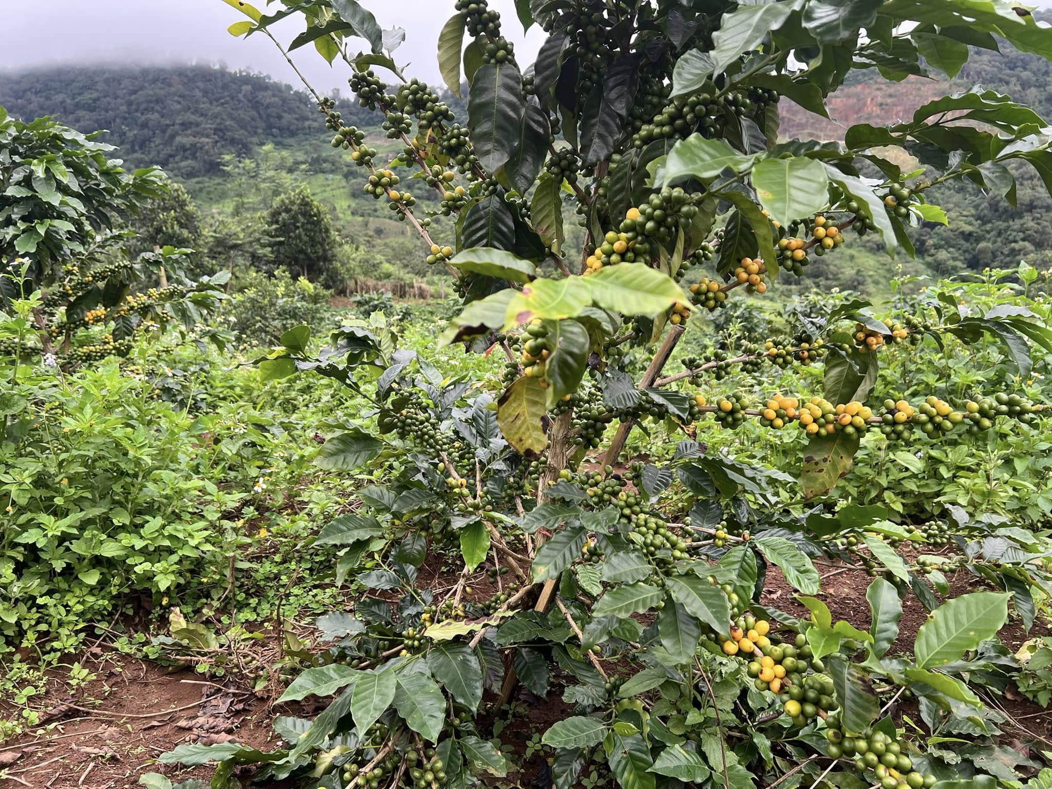 Cà phê nhân xanh Bana'A