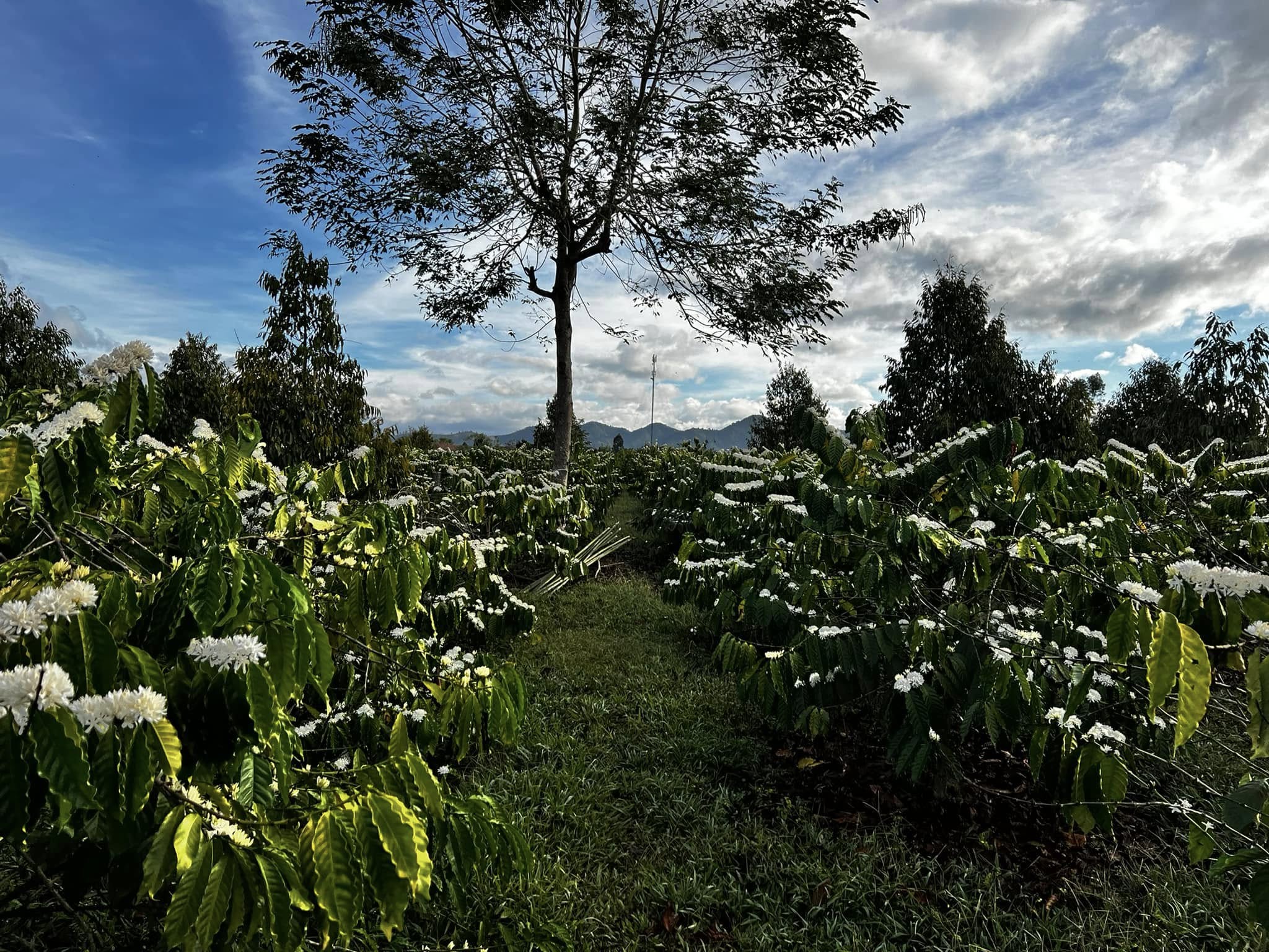 Vườn cà phê ra hoa Bana'A